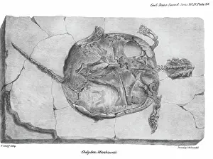Dinkel Prints: Fossil tortoise from Oeningen