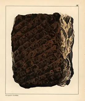 Fern Prints: Fossil tree fern, Caulopteris tesselata