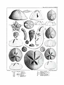 Illustrative Prints: Fossil urchins