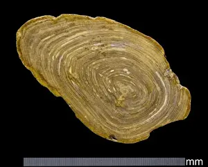 Fossil wood