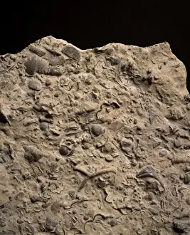 Limestone Prints: Fossiliferous limestone