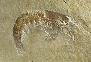 Crustacea Prints: Fossilised Acanthochirana cordata, prawn