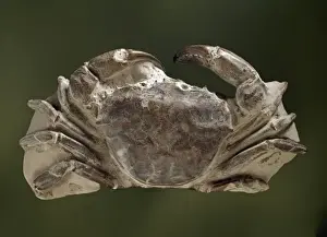 Fossilised Archaeogeryon peruvianus, Miocene crab