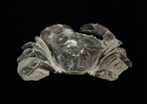 Tertiary Period Gallery: Fossilised Archaeogeryon peruvianus, Miocene crab