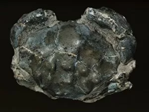 Palaeogene Gallery: Fossilised Eocene crab
