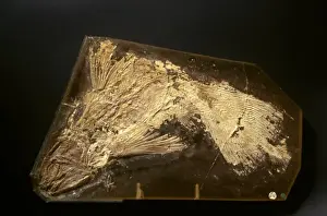 Gombessa Prints: Fossilised Latimeria chalumnae, coelacanth
