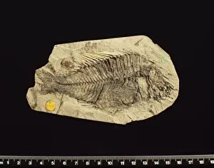 Cichlid Prints: Fossilised Macracara prisca, cichlid