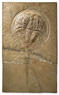Fossilised Mesolimulus