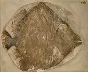 Sedimentary Prints: Fossilised Mesturus verrucosus
