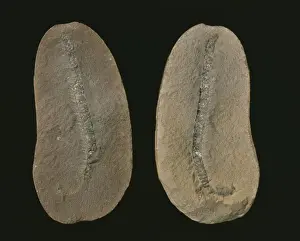 Fossilised millipede (Class Diplopoda)