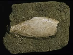 Bivalve Collection: Fossilised Tellinella rostralis, tellin bivalve