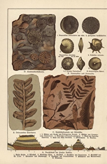 Protozoa Collection: Fossils of algae, plants, insects and protozoa