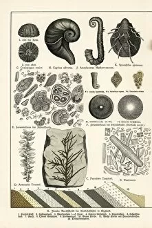 Cephalopod Collection: Fossils of diatoms, foraminifera, ferns and mollusks
