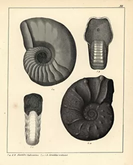 Ammonite Gallery: Fossils of extinct ammonite cephalopods