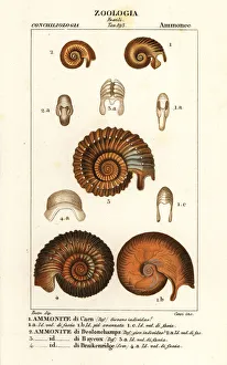 Antoine Collection: Fossils of extinct ammonite species