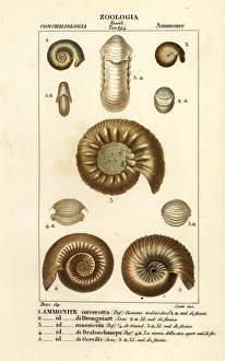 Fossils of extinct ammonite species