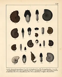 Schmidt Prints: Fossils of extinct ammonites