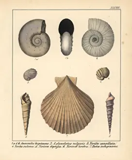 Schmidt Prints: Fossils of extinct Ammonites, Nerita, Nerinea