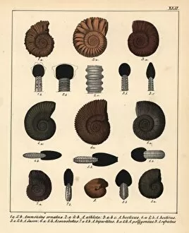 Schmidt Collection: Fossils of extinct Ammonites species