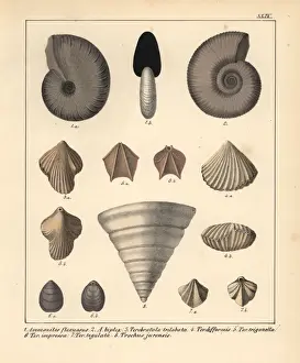 Schmidt Prints: Fossils of extinct Ammonites, Terebratula