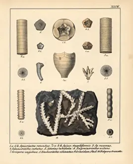 Schmidt Prints: Fossils of extinct Apiocrinites, Solanocrinites