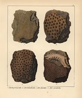 Schmidt Prints: Fossils of extinct Astraea pentagonalis, A