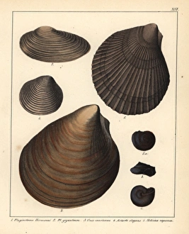 Bivalve Collection: Fossils of extinct bivalves