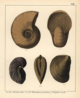 Fossils of extinct cephalopods