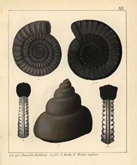 Fossils of extinct cephalopods