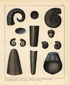 Ammonoid Gallery: Fossils of extinct cephalopods and ammonoids