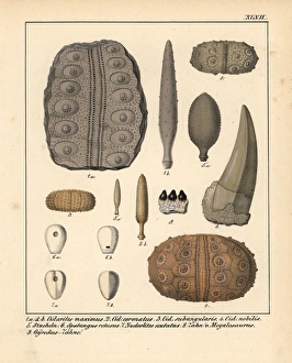Nobilis Collection: Fossils of extinct Cidarites, Spalangus, Nudeolitus