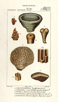 Images Dated 26th March 2020: Fossils of extinct coral