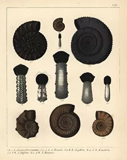 Schmidt Collection: Fossils of extinct encephalopod ammonites