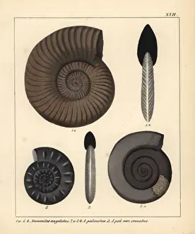 Petrification Prints: Fossils of extinct encephalopods