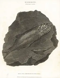 Fossils of extinct fish