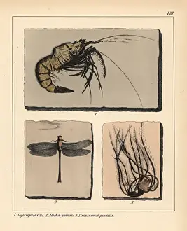 Fossils of extinct Jurassic prawn, Aeger tipularius