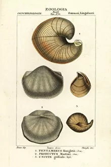 Crustacean Collection: Fossils of extinct lamp shells