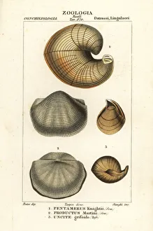 Crustacean Collection: Fossils of extinct lamp shells