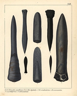 Ancestor Gallery: Fossils of extinct marine cephalopods, ancestors