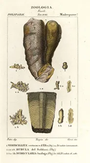 Fossils of extinct marine creatures Fossils of extinct marine creatures