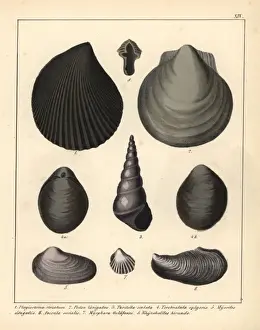 Hirundo Prints: Fossils of extinct mollusks