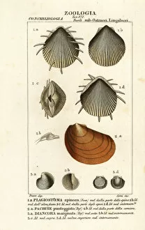 Crustacean Collection: Fossils of extinct scallops