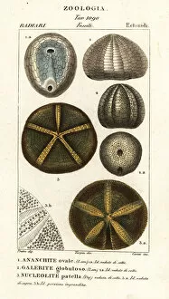 Images Dated 22nd March 2020: Fossils of extinct sea urchins
