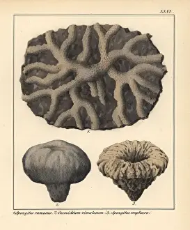 Fossils of extinct Spongites and Cnemidium species