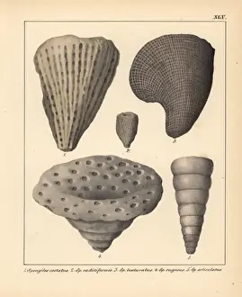 Schmidt Prints: Fossils of extinct Spongites species