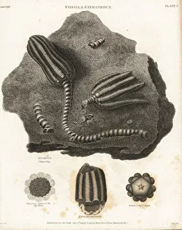 Lily Gallery: Fossils of an extinct stone lily, Encrinus species