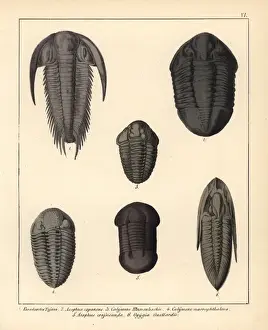 Schmidt Prints: Fossils of extinct trilobites