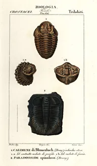 Fossils of extinct Trilobites