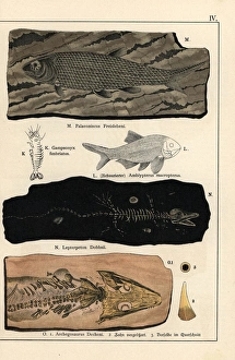 Amphibians Collection: Fossils of fish, crustaceans, and amphibians
