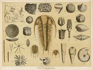 Form Collection: Fossils from the palaeozoic era